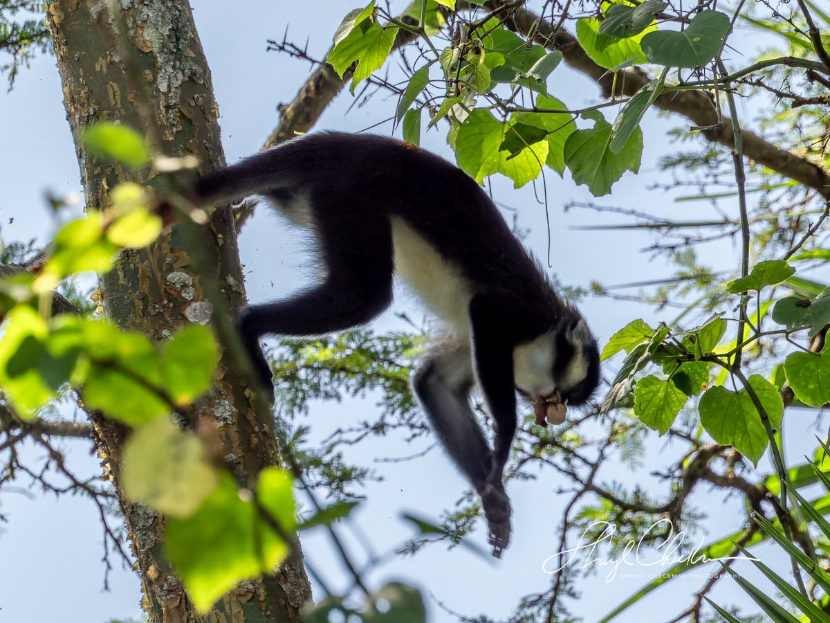 DiveArtist's tweet image. Another monkey seen at the Bigodi Wetlands Sanctuary was the Red-tailed Monkey. Wikipedia: “It is a distinct creature in its habitats and is gradually becoming endangered due to deforestation and over-exploitation through hunting and predation. #redtailedmonkey #ugandawildlife