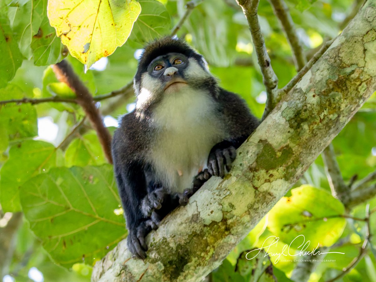 DiveArtist's tweet image. Another monkey seen at the Bigodi Wetlands Sanctuary was the Red-tailed Monkey. Wikipedia: “It is a distinct creature in its habitats and is gradually becoming endangered due to deforestation and over-exploitation through hunting and predation. #redtailedmonkey #ugandawildlife