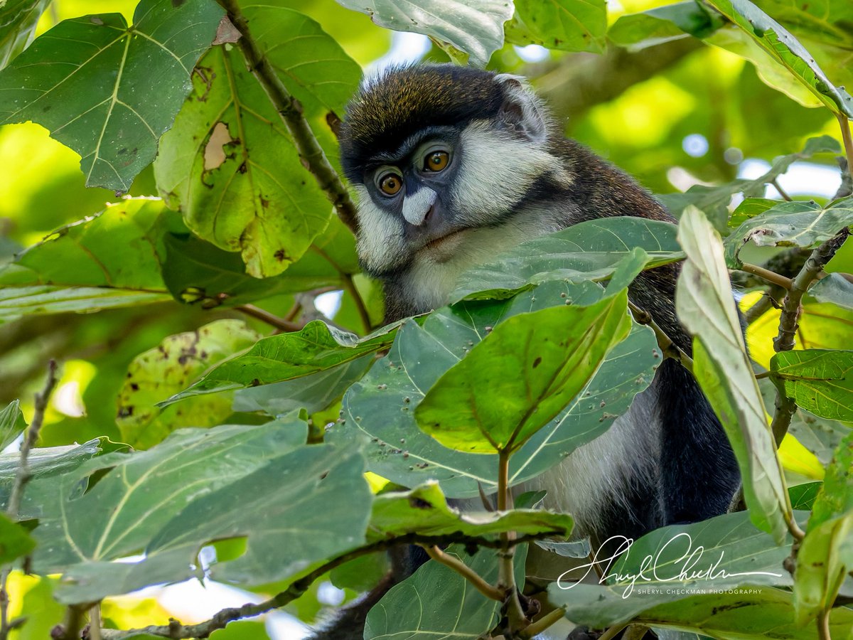 DiveArtist's tweet image. Another monkey seen at the Bigodi Wetlands Sanctuary was the Red-tailed Monkey. Wikipedia: “It is a distinct creature in its habitats and is gradually becoming endangered due to deforestation and over-exploitation through hunting and predation. #redtailedmonkey #ugandawildlife