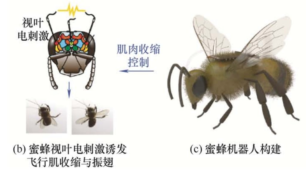 Científicos chinos crean la primera abeja cyborg con un pequeño chip que controla el cerebro y tecnología que imita los efectos del hongo cordyceps.

Los científicos dicen que las abejas cíborg "podrían servir como exploradores militares o buscar supervivientes en las ruinas de