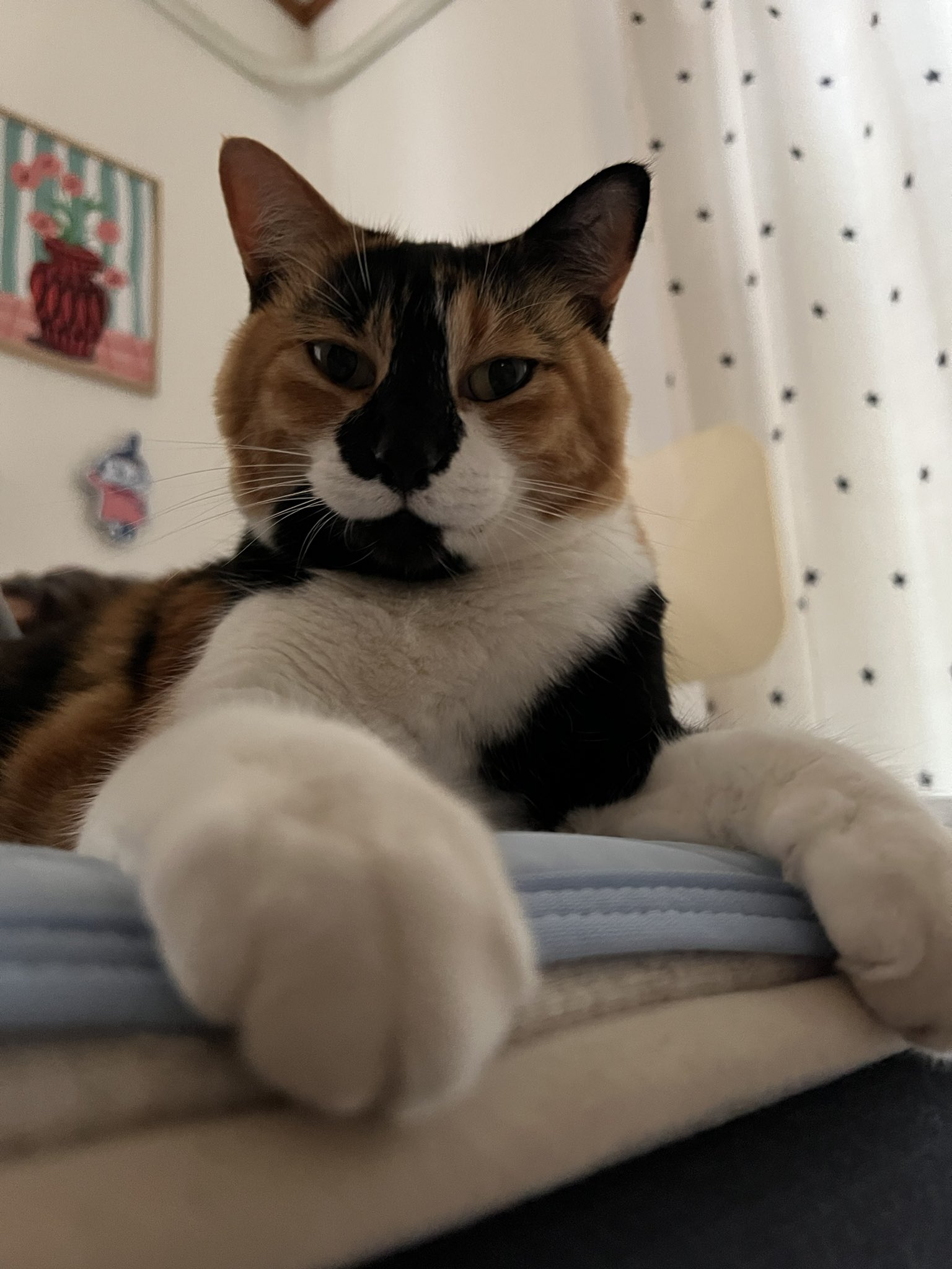 三毛猫様♡ありがとうございます♡ ありがとうございます 三毛猫のイラスト素材 [96333822] - PIXTA