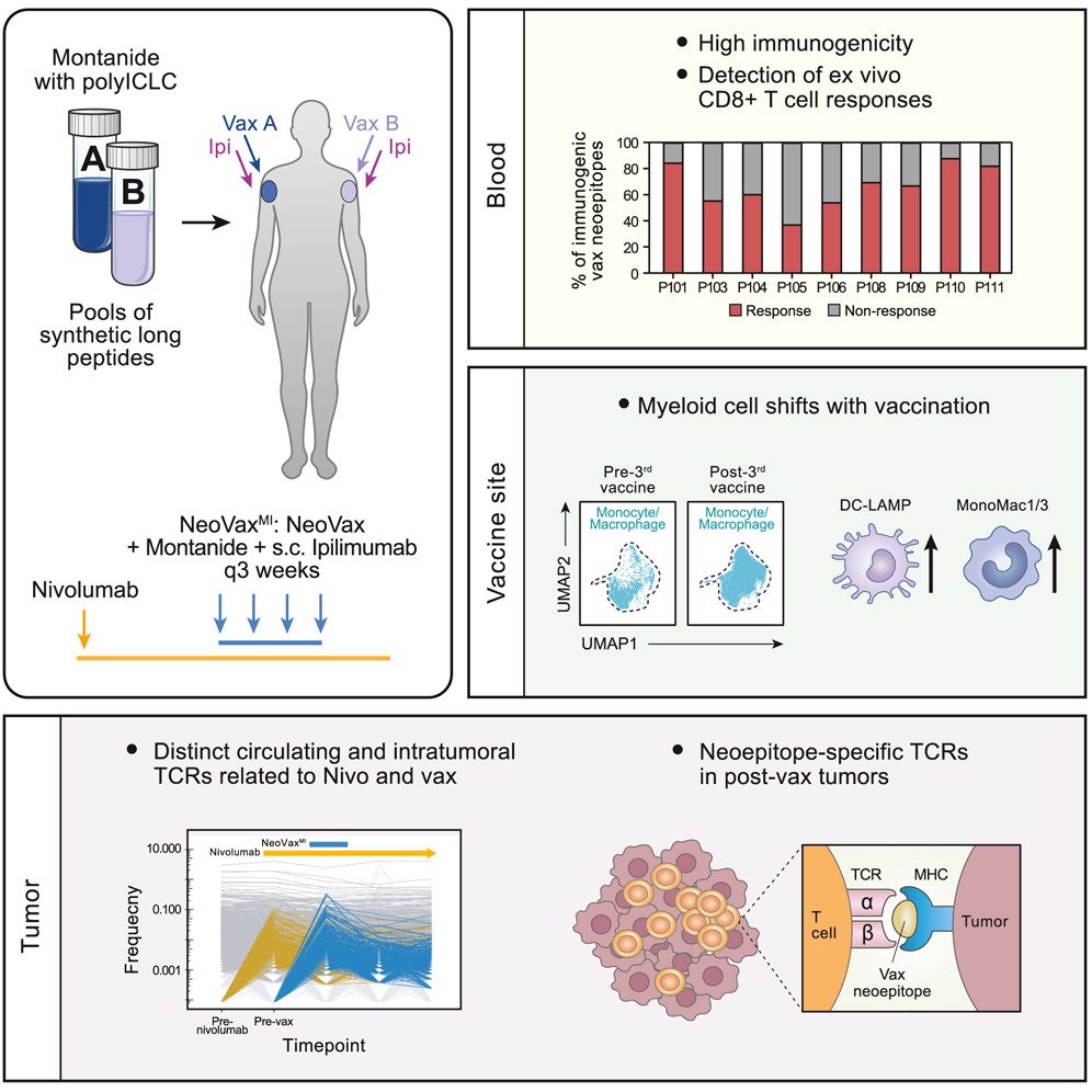 A multi-adjuvant personal neoantigen vaccine generates potent immunity in melanoma <a href="/CellCellPress/">Cell</a> <a href="/erynblass/">Eryn</a>
cell.com/cell/fulltext/…