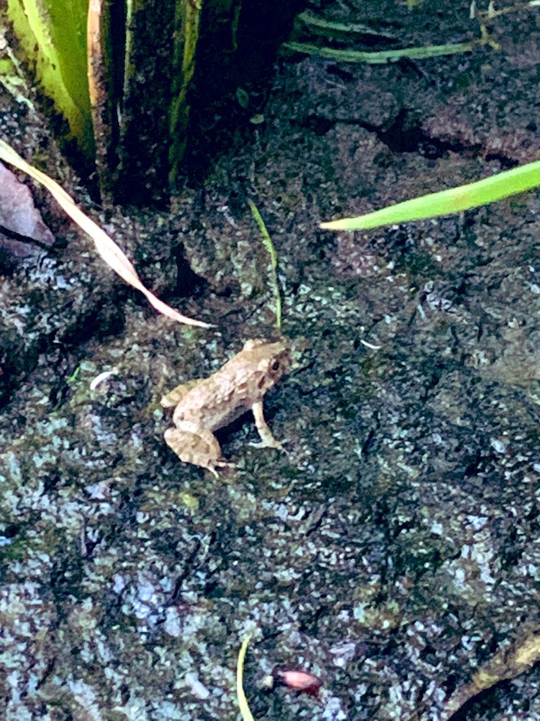 順調に生育中です

＃今日の田んぼ
＃田んぼ
#あぜ道
#カエル