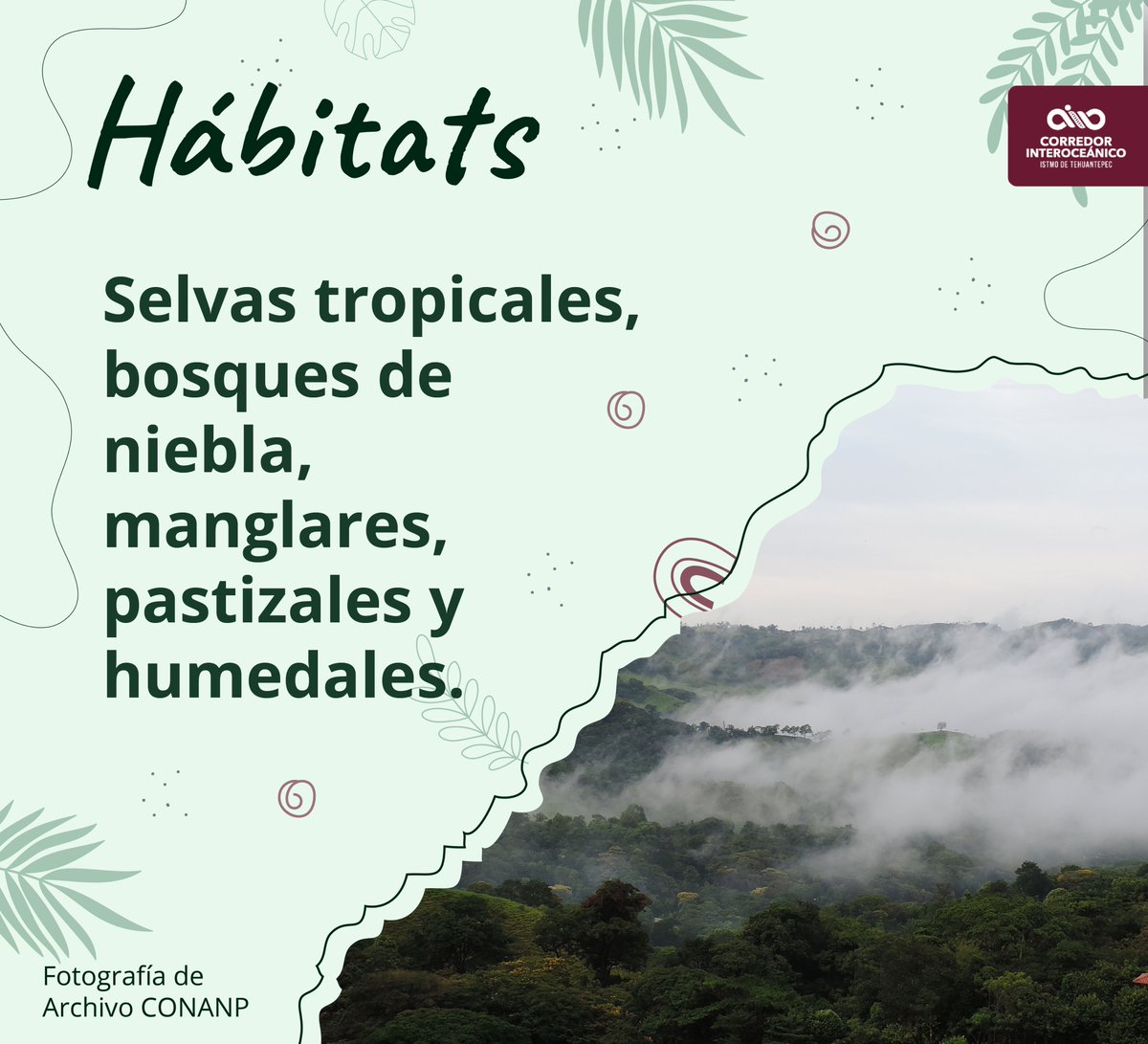 .#Veracruz, uno de los estados más biodiversos del país. Su cercanía al Golfo de México y ecosistemas le dan gran riqueza biológica.

#CorredorInteroceánico #CIIT #Interoceánico #Cultura #Historia #Tradición #México