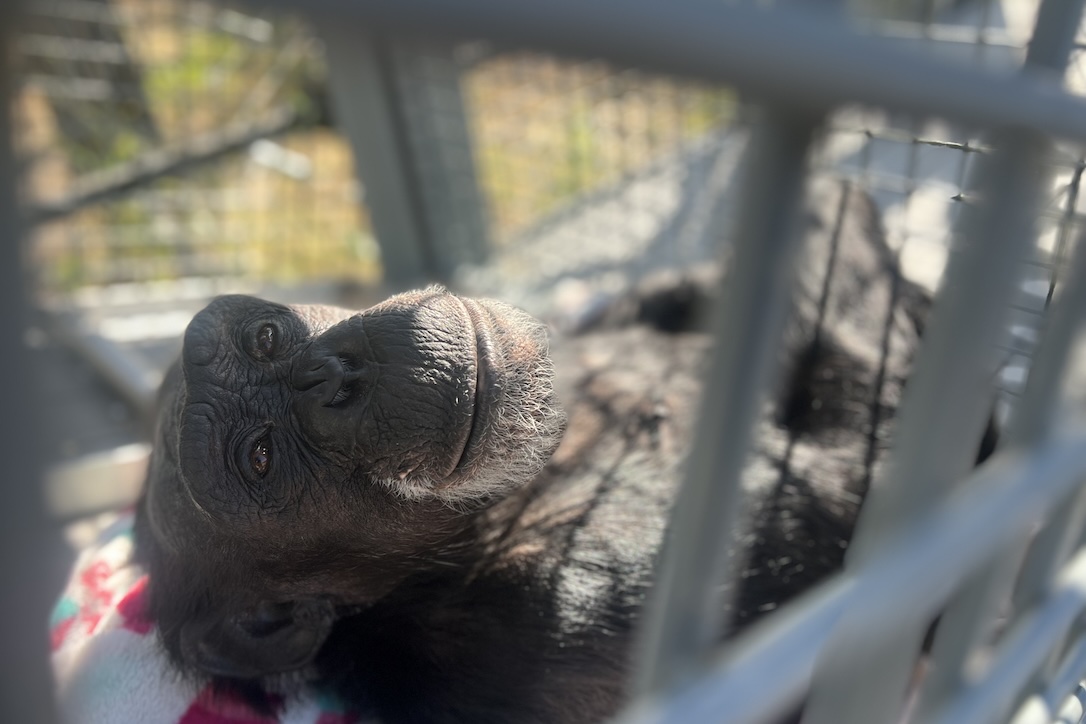 ChimpSanctuary's tweet image. First in line -  chimpsnw.org/2025/07/first-…
