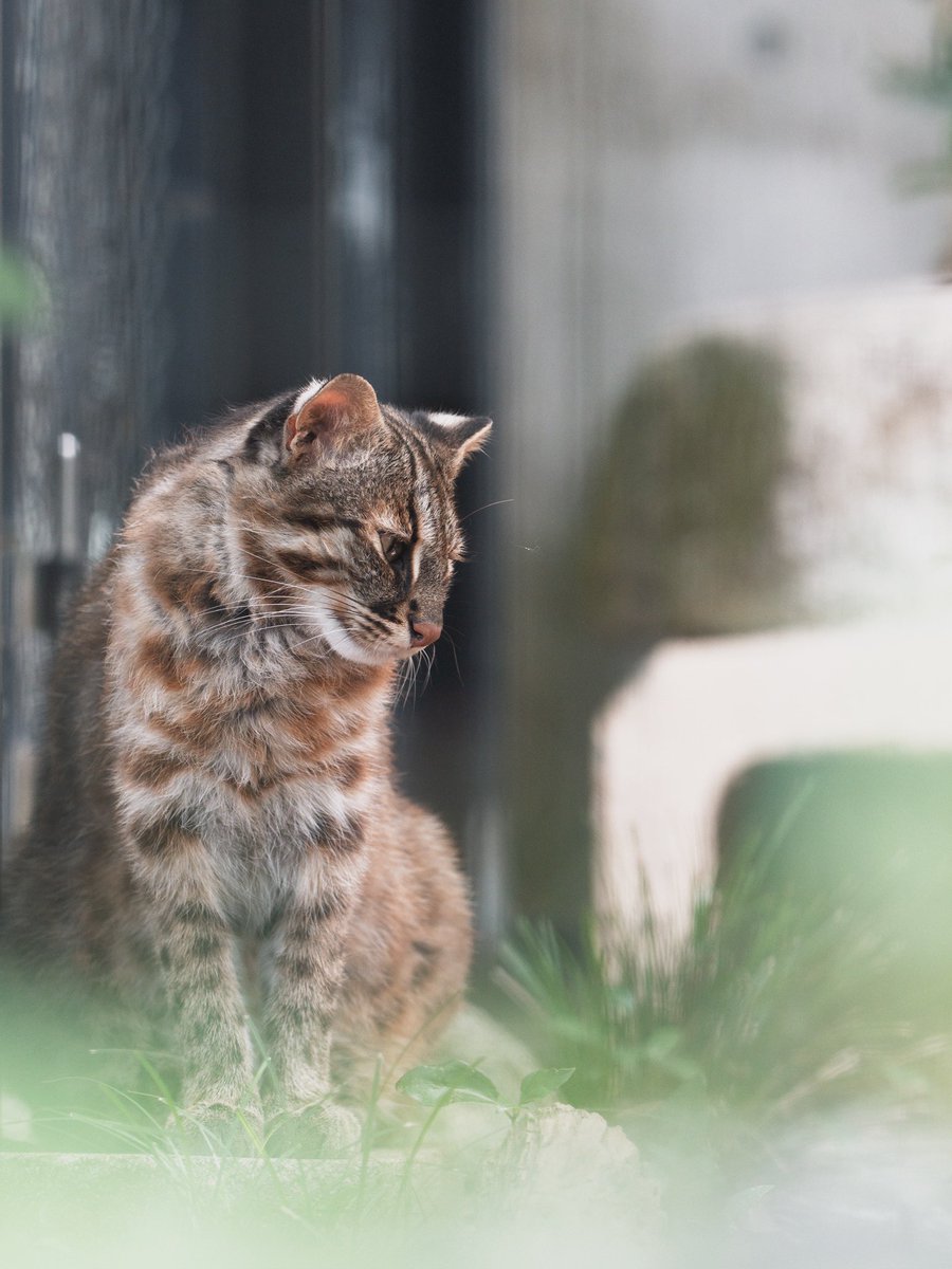 PGkXoqYKBwQ2ajk's tweet image. あぢぃ〜🔥
#アカツキ
#ツシマヤマネコ
#福岡市動物園
#ヤマネコ
#leopardcat
#対馬
#tsushimaleopardcat