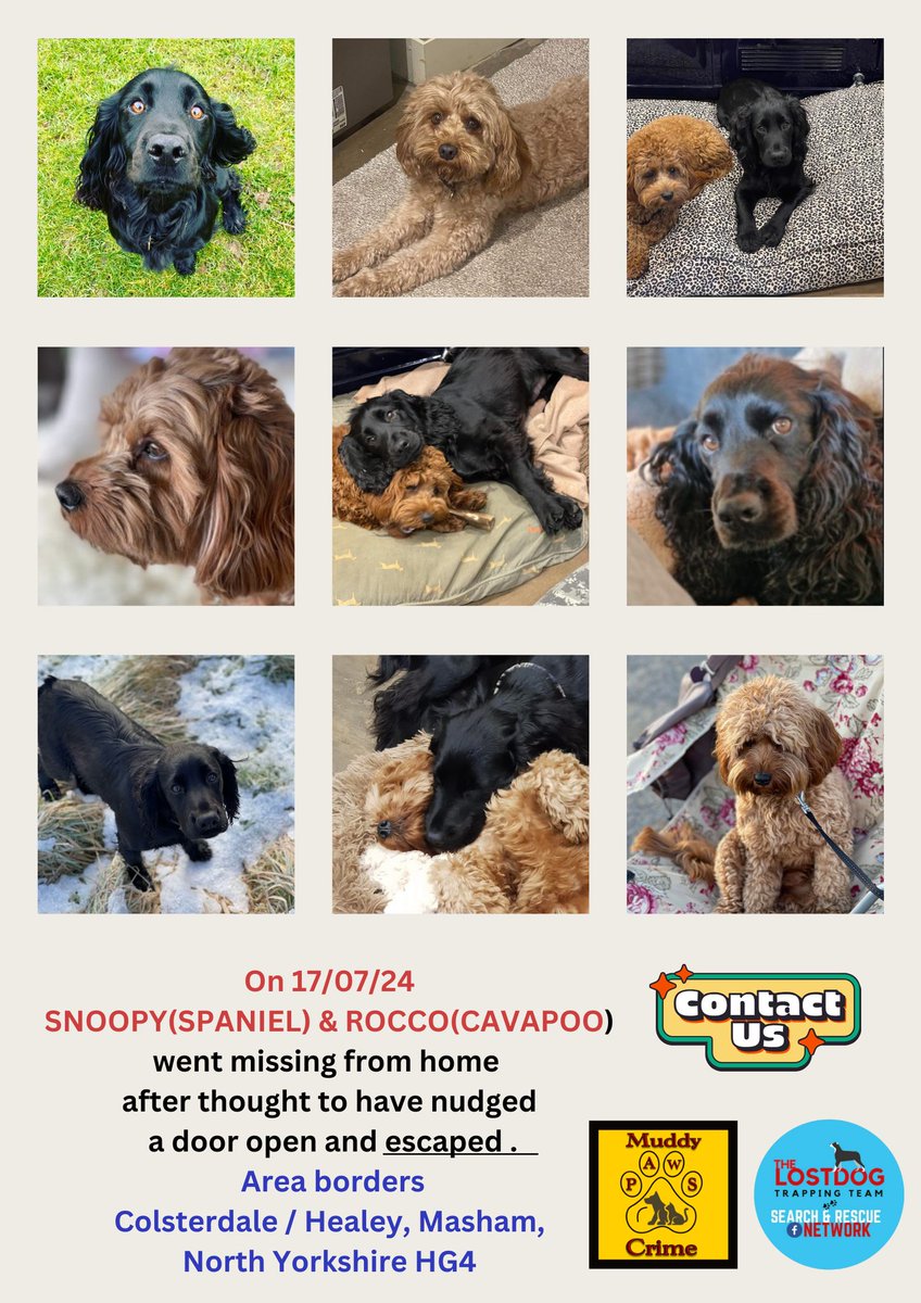 Muddy_paws_crime (@muddypawscrime) on Twitter photo How many more posts do we need to do before someone speaks up ?
How many more days and weeks have to go by for Snoop & Roccos family to wait for that call or message?
The amount of emotional pain cannot be described :(
Please Share
<a href="/MissingPetsGB/">Missing Pets GB</a> <a href="/rosieDoc2/">spaniel alert</a> <a href="/HunnyJax/">Stolen Missing Longtimelost 🐾Where Are They All</a> How many more posts do we need to do before someone speaks up ?
How many more days and weeks have to go by for Snoop & Roccos family to wait for that call or message?
The amount of emotional pain cannot be described :(
Please Share
<a href="/MissingPetsGB/">Missing Pets GB</a> <a href="/rosieDoc2/">spaniel alert</a> <a href="/HunnyJax/">Stolen Missing Longtimelost 🐾Where Are They All</a>