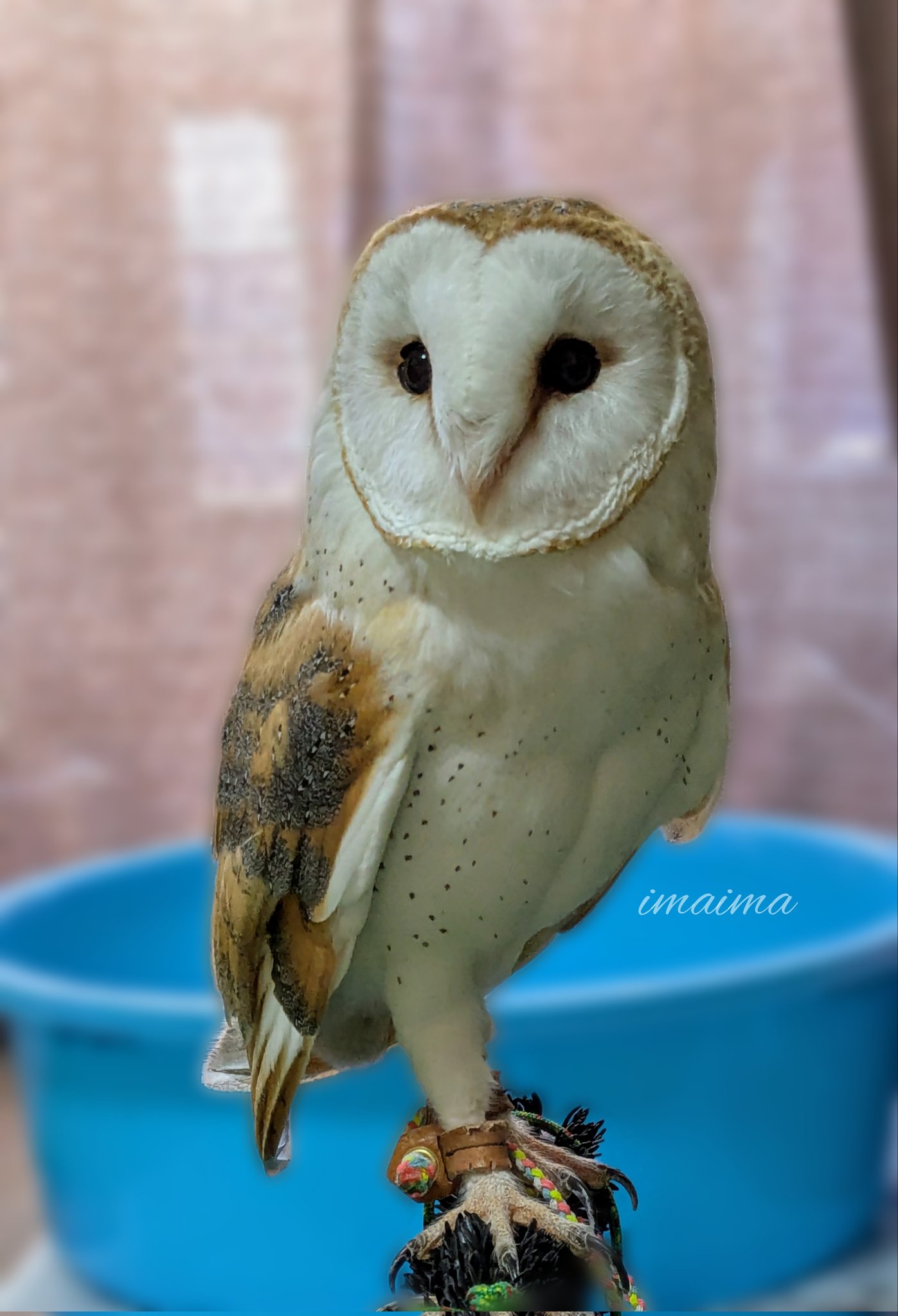 owl☆様 A2428-10.jpg