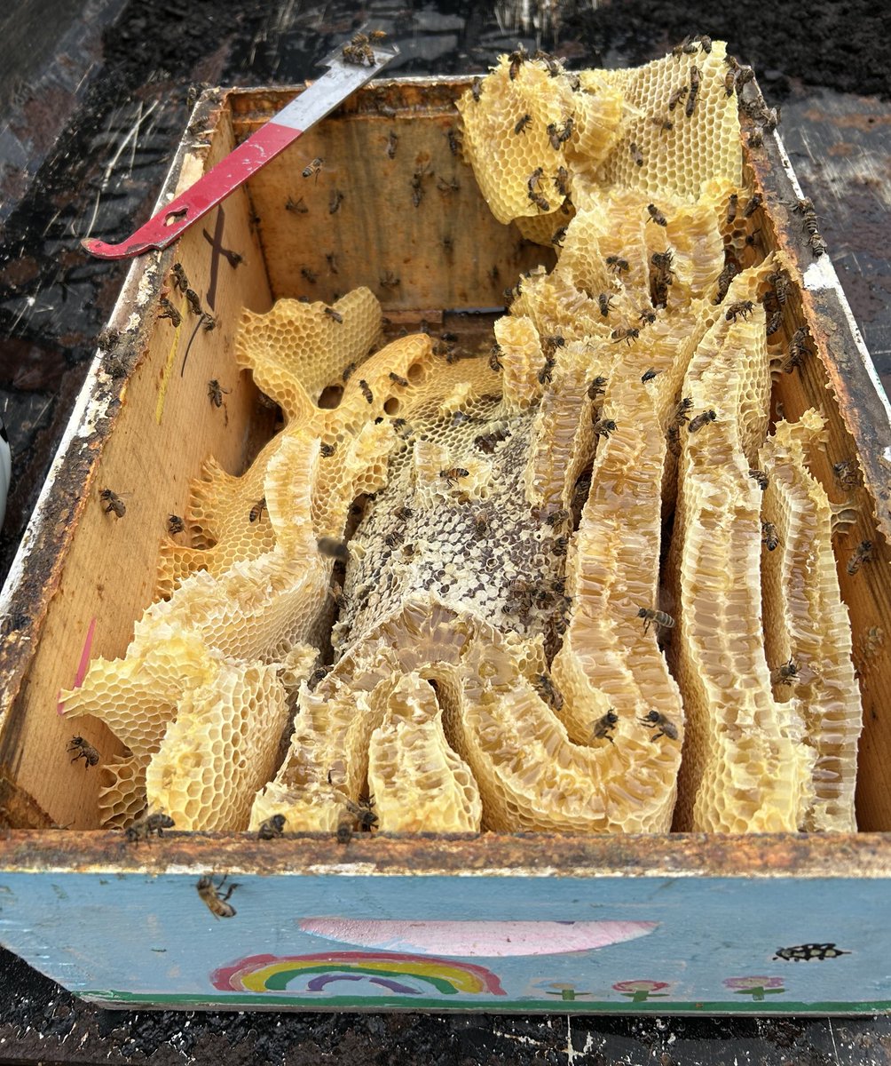 dcwater's tweet image. Today was the sweetest day of the year. 🐝🍯 We teamed up with Bloom for our annual honey harvest at Blue Plains.
With help from DC Beekeepers Alliance, we’ve housed “orphaned” bees since 2015. Those hives now produce around 200 pounds of award-winning honey every year.
