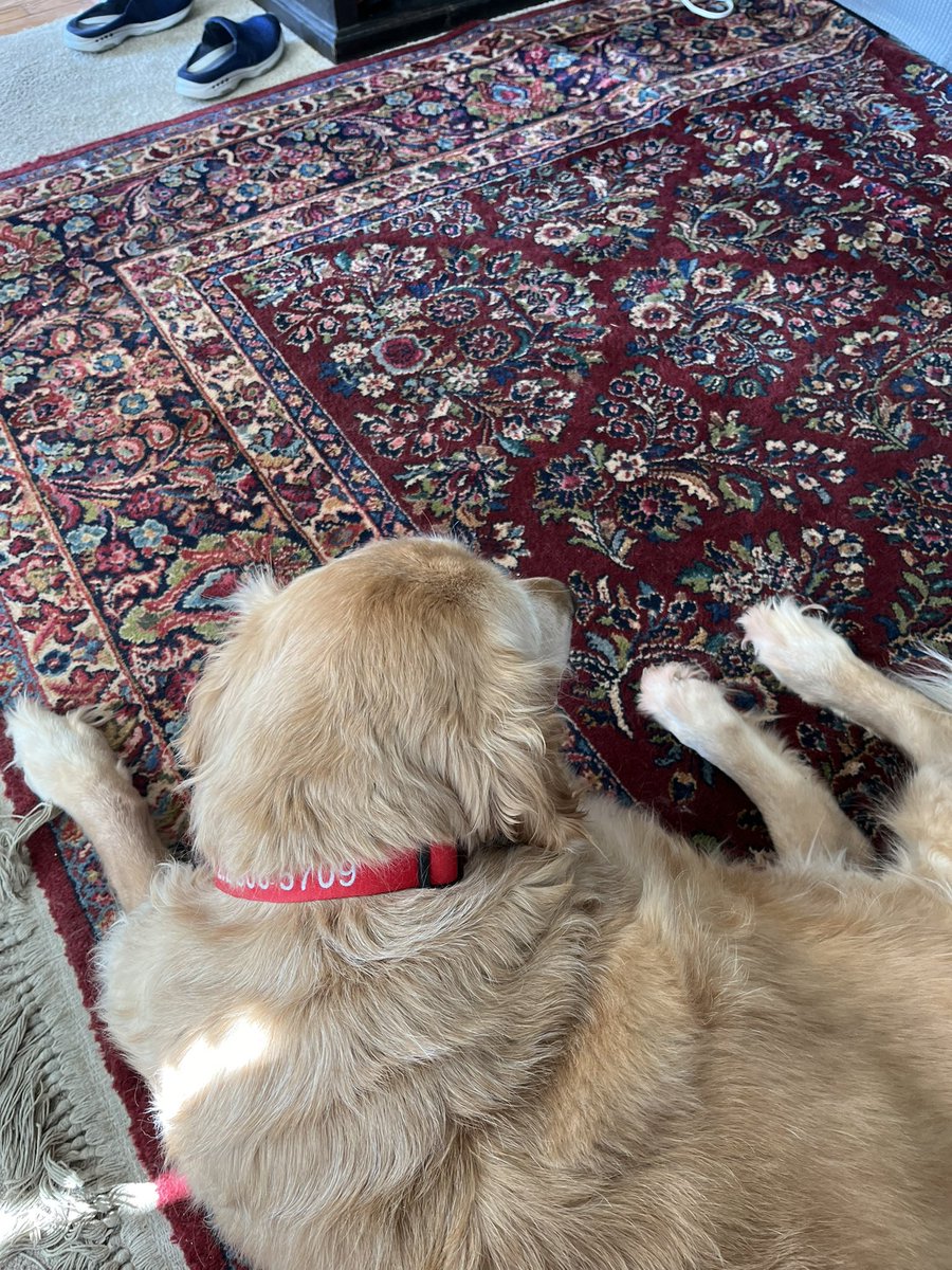 margaretbarthel's tweet image. Always making friends with the pets on assignment. Obviously with @tyronefoto