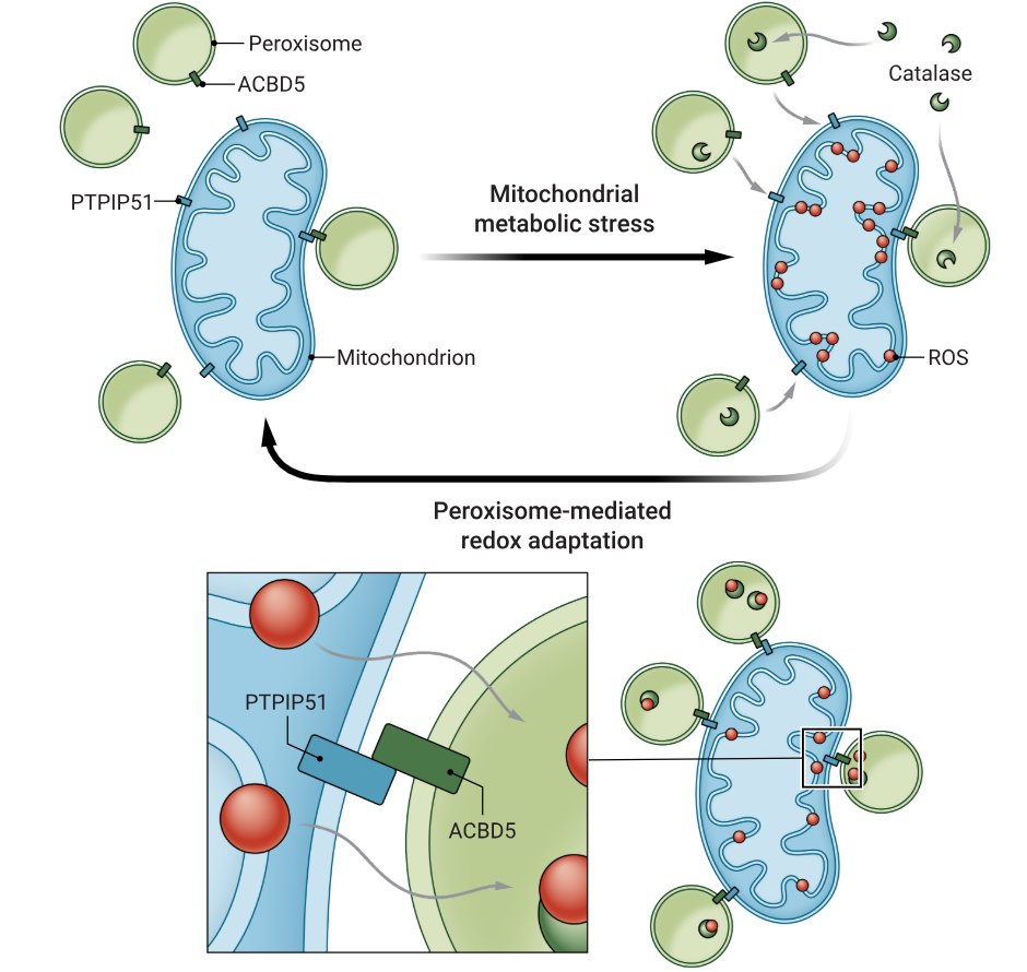 Waggoner Lab (@labwaggoner) on Twitter photo Peroxisome-mitochondria contact sites manage mitochondrial oxidative stress <a href="/ScienceMagazine/">Science Magazine</a>
science.org/doi/10.1126/sc…
science.org/doi/10.1126/sc… Peroxisome-mitochondria contact sites manage mitochondrial oxidative stress <a href="/ScienceMagazine/">Science Magazine</a>
science.org/doi/10.1126/sc…
science.org/doi/10.1126/sc…