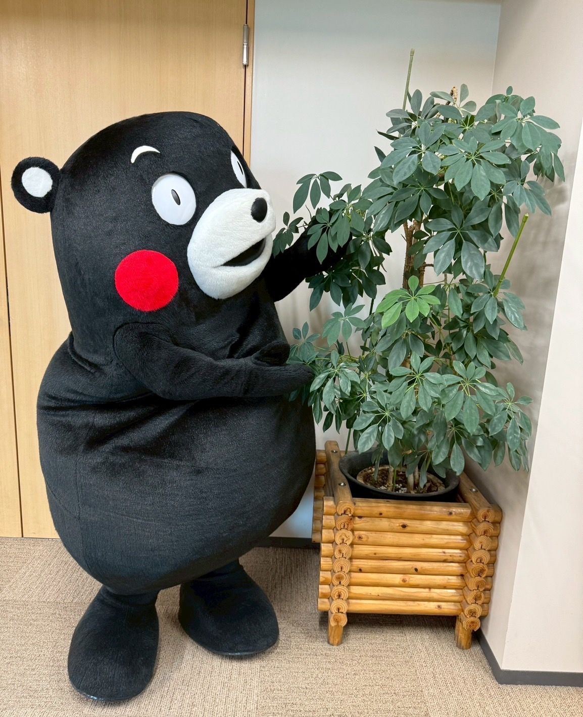 ☘️ 専用★のんびりくまさん様　☘️☘️ ※画像1 〜4 715zY5KmNVL._UF350,350_QL50_.jpg