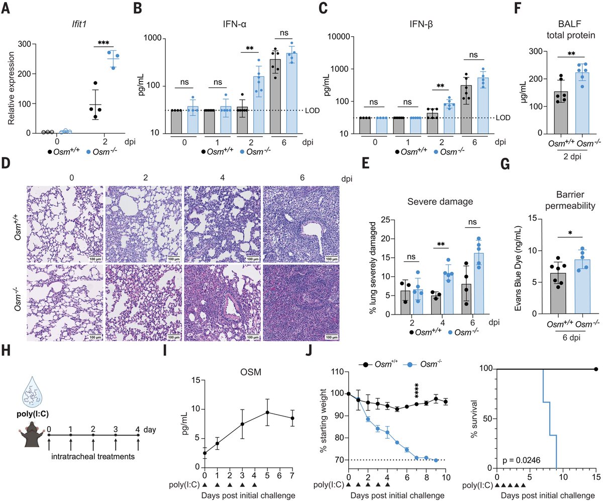 Waggoner Lab (@labwaggoner) on Twitter photo Macrophage-derived oncostatin M repairs the lung epithelial barrier during inflammatory damage
science.org/doi/10.1126/sc…
<a href="/ScienceMagazine/">Science Magazine</a> <a href="/RuthFranklinLab/">Ruth Franklin</a> <a href="/RMedzhitov/">Ruslan Medzhitov</a> <a href="/daisyhoagz/">Daisy Hoagland</a> Macrophage-derived oncostatin M repairs the lung epithelial barrier during inflammatory damage
science.org/doi/10.1126/sc…
<a href="/ScienceMagazine/">Science Magazine</a> <a href="/RuthFranklinLab/">Ruth Franklin</a> <a href="/RMedzhitov/">Ruslan Medzhitov</a> <a href="/daisyhoagz/">Daisy Hoagland</a>