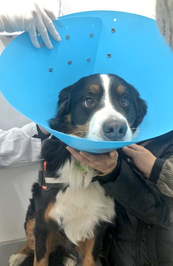 coco_bmd's tweet image. オーバースペック気味なエリザベスカラーを着けられ戸惑う犬