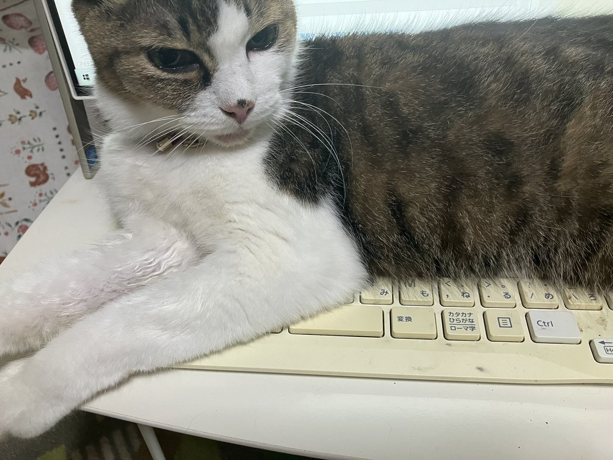 おはようございます⛅️風が吹いて涼しい😊

今日もゆるりとがんばりましょう😆

素敵な一日を😺🐾