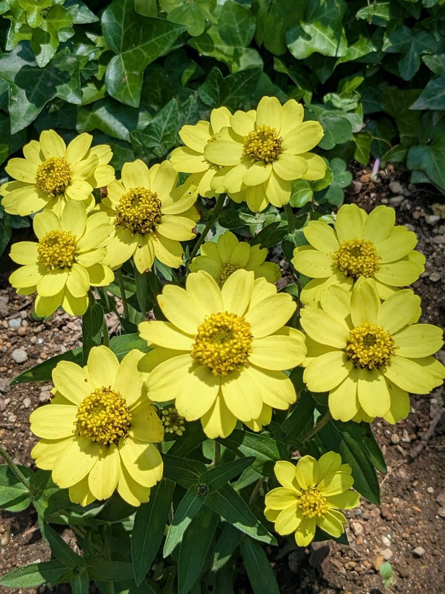 asawako319's tweet image. ｷﾝｷﾗｯ✨金曜日🌼
今日も一日がんばろっ🍀