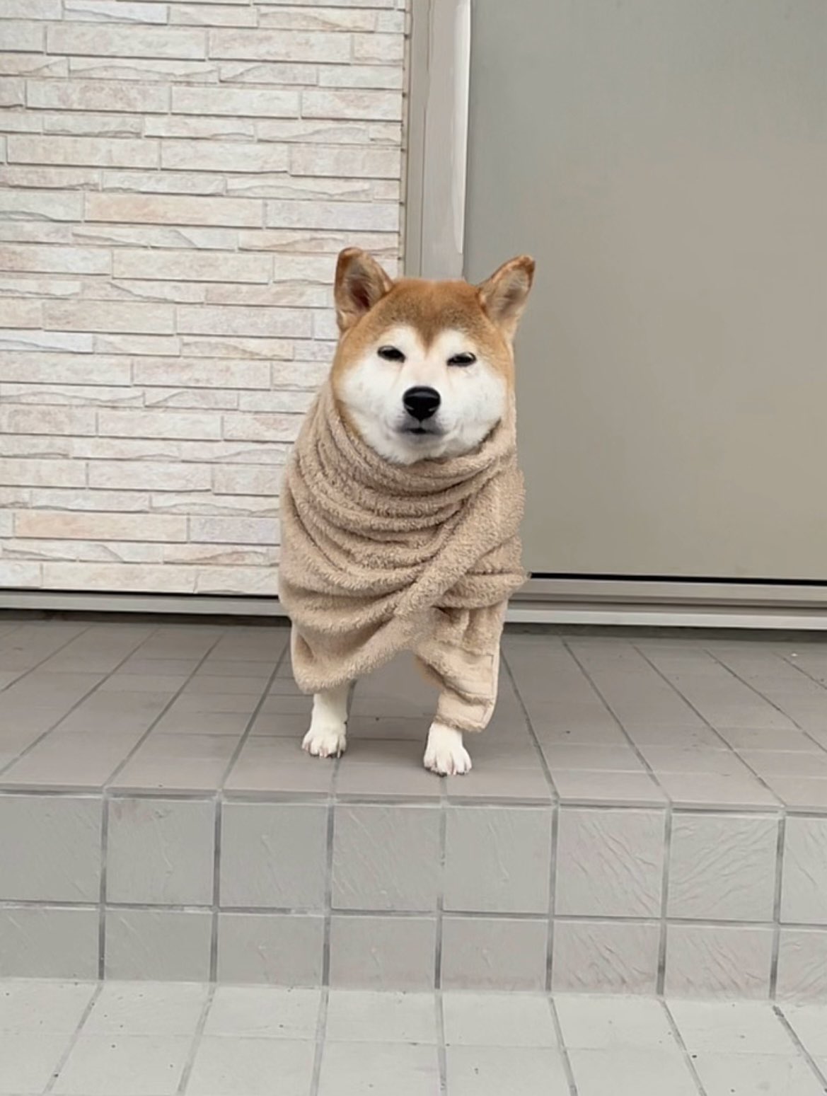柴わんこ様♡ありがとうございます♡ 柴犬 こめ（銀河の春姫号） | おはようございます☀ 今年も鬼役