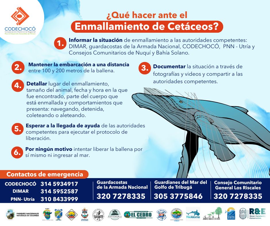 CODECHOCÓ (@codechococar) on Twitter photo #ConservaciónBallenas 🐋 Les compartimos algunas recomendaciones sobre qué hacer si registra un enmallamiento de Ballenas en el Pacífico Chocoano. <a href="/MinAmbienteCo/">MinAmbiente Colombia</a> #ConservaciónBallenas 🐋 Les compartimos algunas recomendaciones sobre qué hacer si registra un enmallamiento de Ballenas en el Pacífico Chocoano. <a href="/MinAmbienteCo/">MinAmbiente Colombia</a>