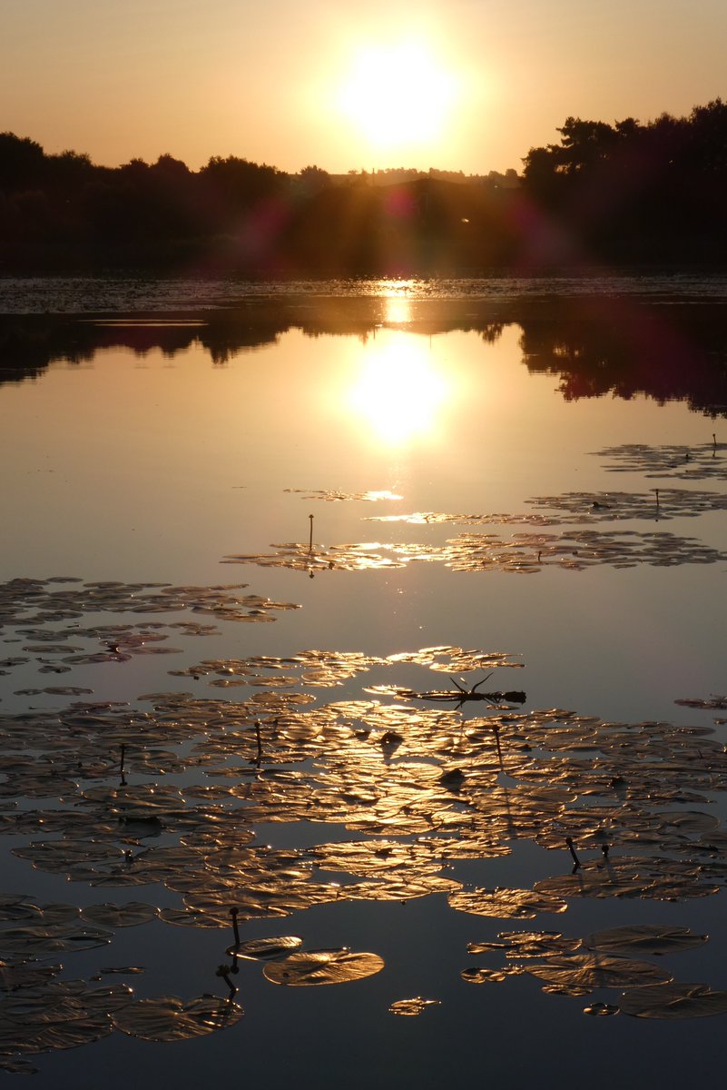 Sometimes it's a golden glow... <a href="/foxxmetamedia/">Metamatic Records</a>