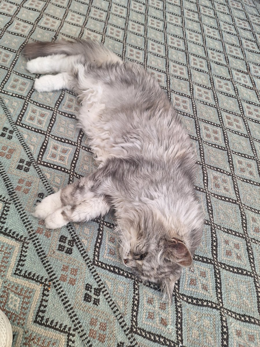 LucyVonSc's tweet image. One hot, splatted Asbocat. She did revive briefly for a morsel of smoked salmon.