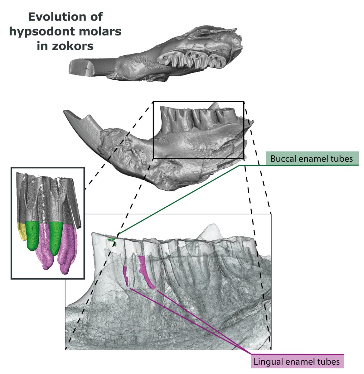 ThePalAss's tweet image. Structure & evolution of hypsodont molars in the zokors of North Asia during the Plio-Pleistocene onlinelibrary.wiley.com/doi/10.1002/sp… @MorphoSource @wileyearthspace #PapersinPalaeontology