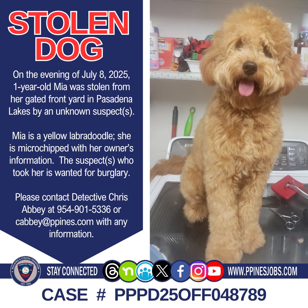 🚨 NEED TO LOCATE 🚨: Around 10PM on 7/8/25 in the Pasadena Lakes community, a suspect stole 1-year-old labradoodle Mia from her gated yard.  Mia is microchipped with her owner's information.

Please contact Detective Abbey at 954-901-5336 or cabbey@ppines.com with information.