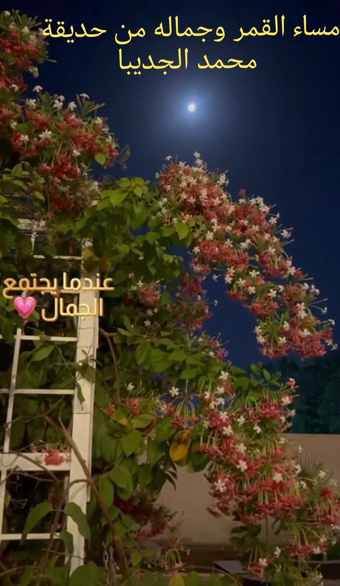 مساء القمر وجماله ٠٠
تصويري لإطلالته بين الزهور فاتنة ٠٠

ما يشبهك غير القمر والليل والجو العليل
♦️وماهقيت ان القمر مثله قمر 
لين شفتك ياشبيه احلى ملاك ❤️
#محمدالجديبا #جازان_الان #السعوديه_العظمى