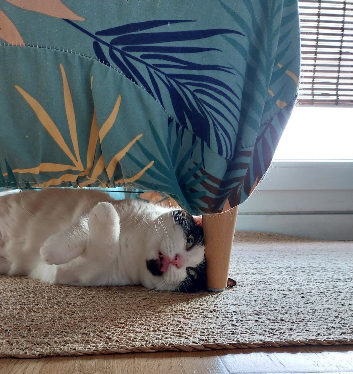 tmesli's tweet image. Minette : La meilleur place est sous le tabouret 
#cat #tabouret