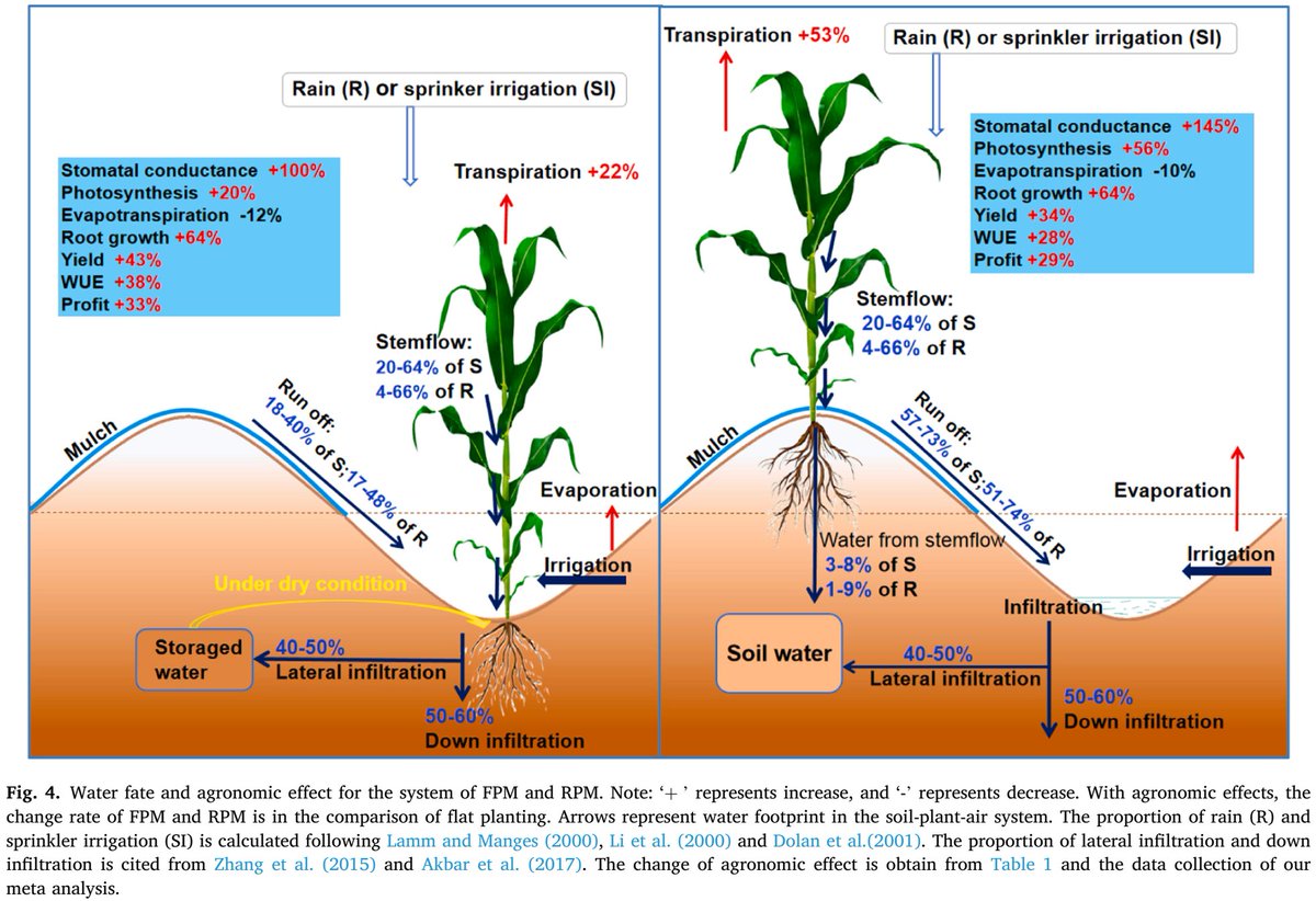 ykuzyakov's tweet image. 💥Exciting in Agricultural Water Management
Ridge & furrow cultivation raises water & nitrogen use efficiency & climate adaptability
doi.org/10.1016/j.agwa…
50-day Free:
authors.elsevier.com/sd/article/S03…
#soil #agriculture #Roots #ClimateChange #landuse #Fertilisers #Phosphorus #nitrogen