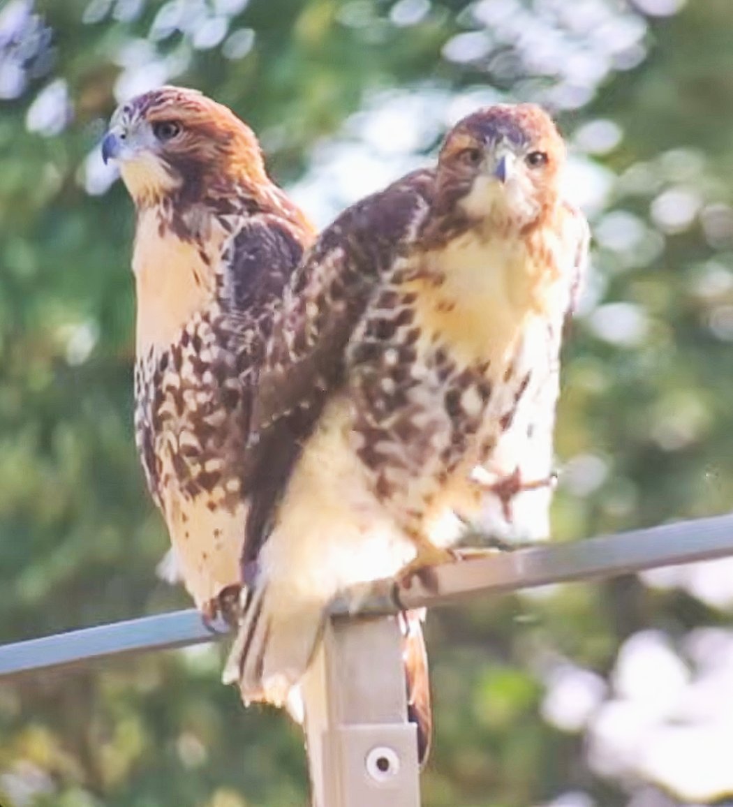 7/10   The O's settle on the Fernow Patio railing in the morning light in CornellHawks Land.

Gorgeous scaps courtesy karels BOGette stream.