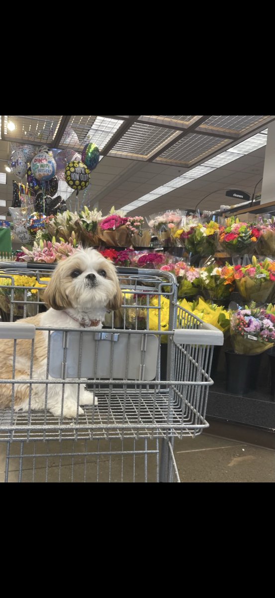 GarciaMargie (@mgarcia1701temp) on Twitter photo I was born to shop! I was born to shop!