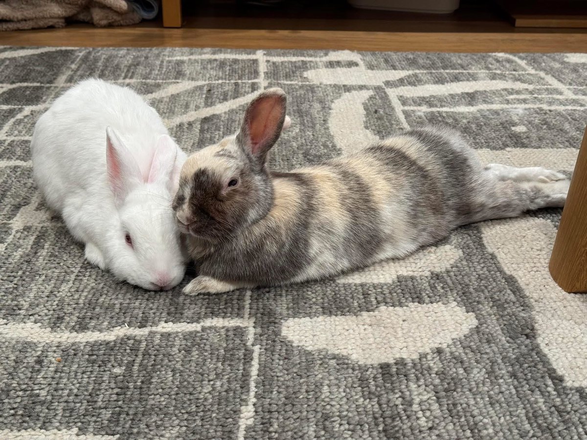 HouseRabbit's tweet image. Kool Aid & Capri Sun were recently adopted by their foster. Kool Aid has a history of dental issues. Through our Golden Ears program, we provide him with free routine vet care. This is made possible by generous donors like you! β€οΈπ
Support our programs: houserabbit.org/donate