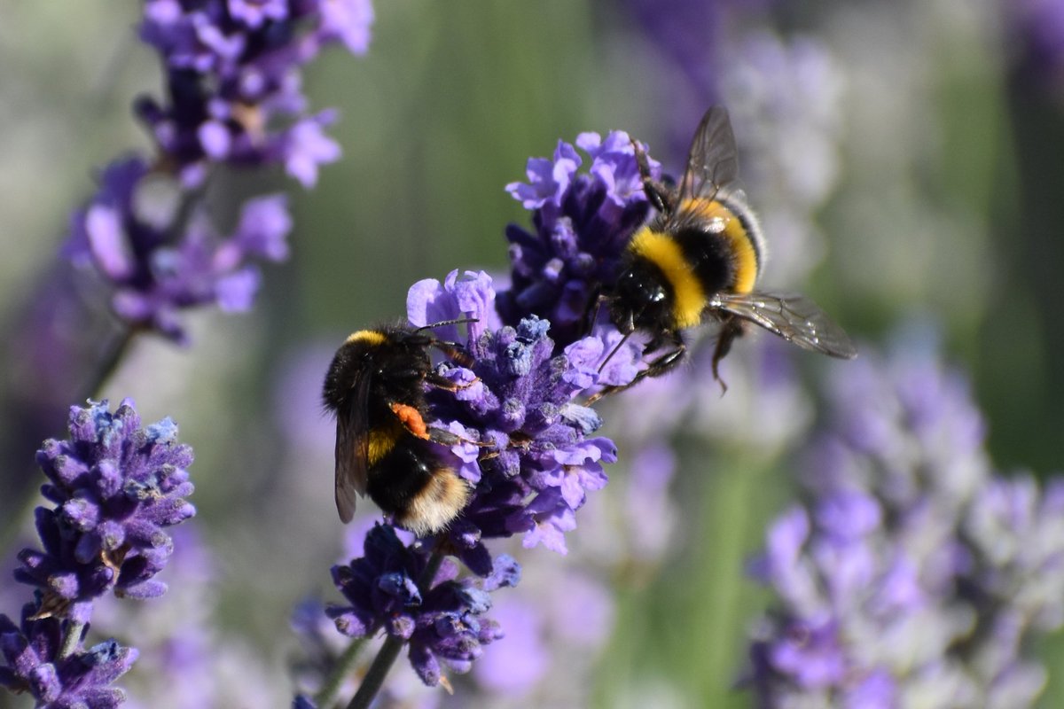 David Bridges (@dbridges64david) on Twitter photo Share a bee post for insect Thursday! 🐝 Share a bee post for insect Thursday! 🐝