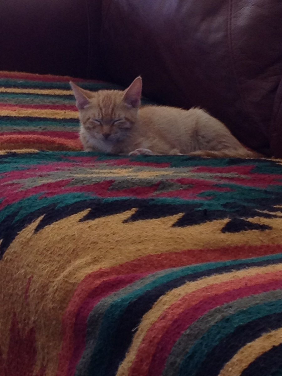 cathiebun's tweet image. Dis is me, Pumpkin, when mom bringed me home from da Humane Society. Ise 3 months old. Ise was happy to gets owt ov da cage!! #Hedgewatch ❤️❤️ #NationalKittenDay