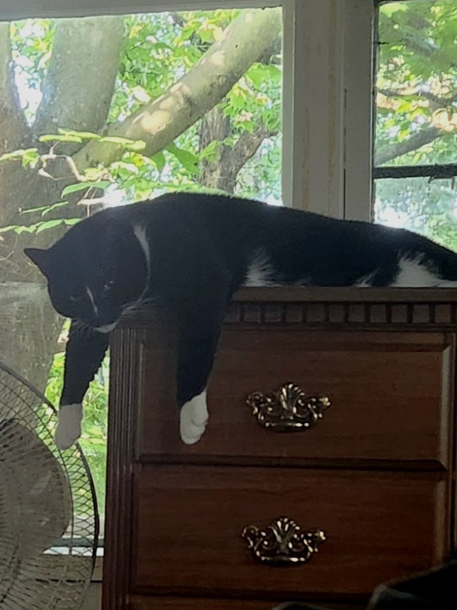 Health stuff is starting to get better ! I'm taking something to help my lungs for the next month so hopefully after I'm done that treatment I'll be able to start streams back up :>

Have cat