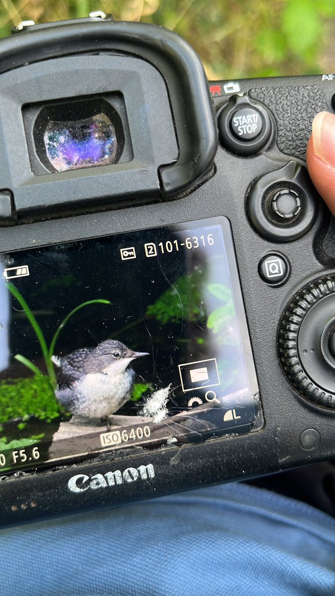 James (@james_b___) on Twitter photo Young Dipper on the foss by new earswick nature reserve with <a href="/BirdingDad/">Jono Leadley</a> just now. <a href="/YorkBirding/">York Birding</a> Young Dipper on the foss by new earswick nature reserve with <a href="/BirdingDad/">Jono Leadley</a> just now. <a href="/YorkBirding/">York Birding</a>