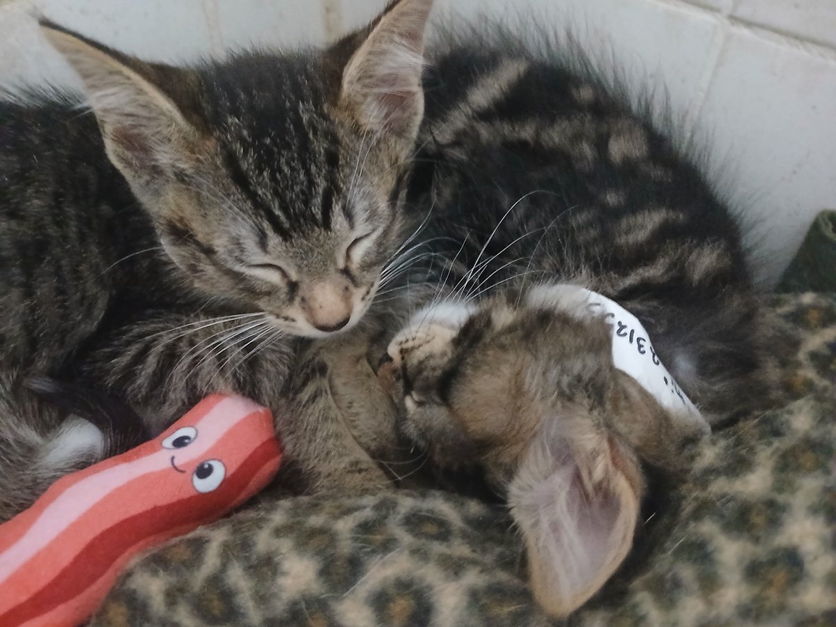 My new foster kittens, Norm and Croni, ten-week-old brothers: