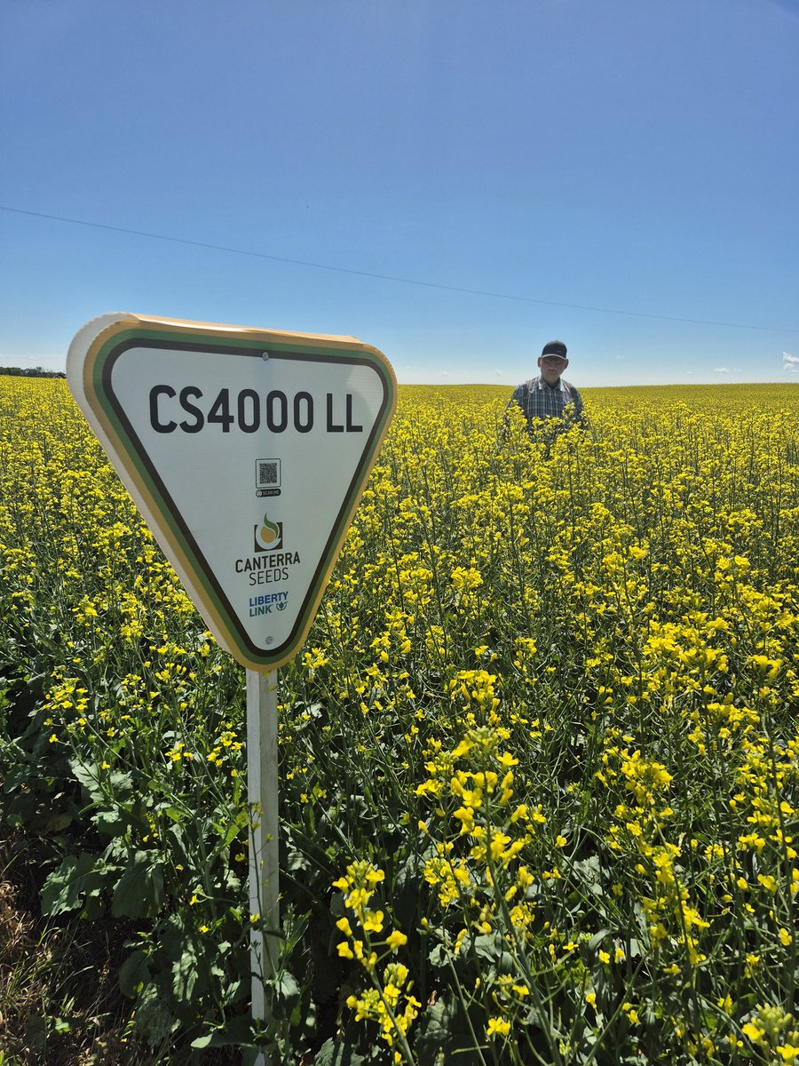 Page__Newton's tweet photo. @canterraseeds #CS4100LL & #CS4000LL looking pretty shiney at Arm River Colony - thx Paul for your help signing today! #westcdnag #saskag #canola https://t.co/BrZa1HW4PH