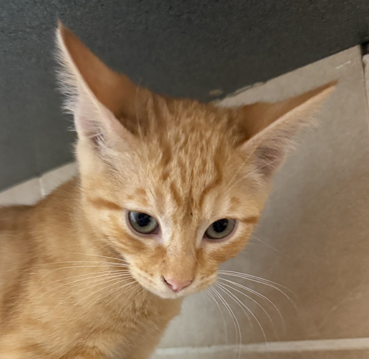 Happy National Kitten Day! We have more kittens than we can count on our fingers. You can adopt cats and kittens for $15. License fees and long-term costs and kittenitments (commitments to kittens) apply!

multcopets.org/adoptables?ado…

#NationalKittenDay