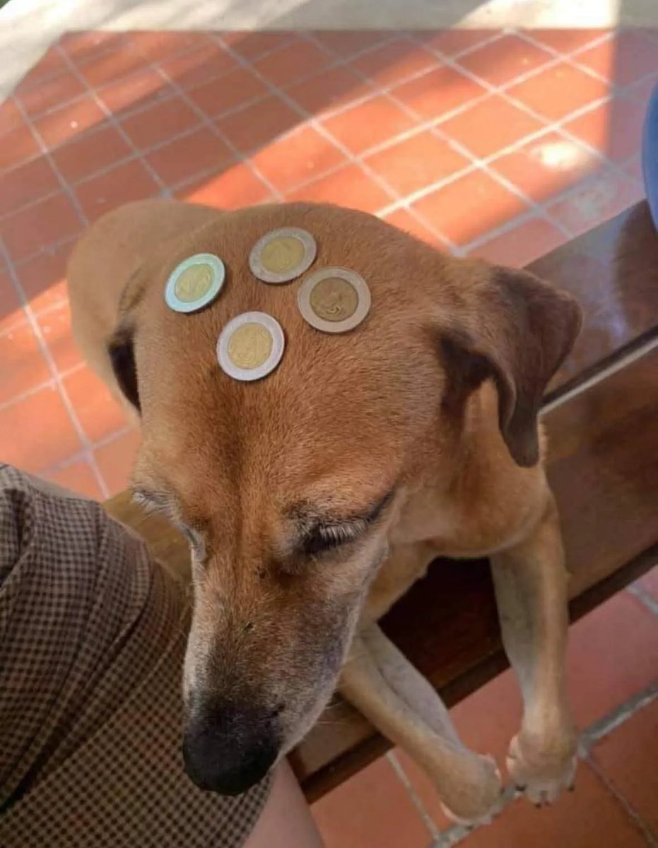 Así como trates al perrito de la suerte te irá el resto del año