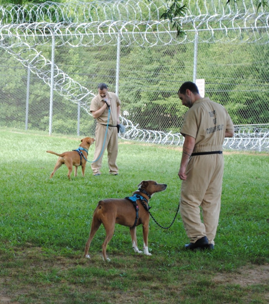 distevhass31's tweet image. Group 46 - Positive Reinforcement Training with K9wise - Week 1 ! @GA_Corrections @GAFirstLady @CLALeadership @jeffbreedlove1 @Recovery_GC4R @endthewhisper @JellyRoll615