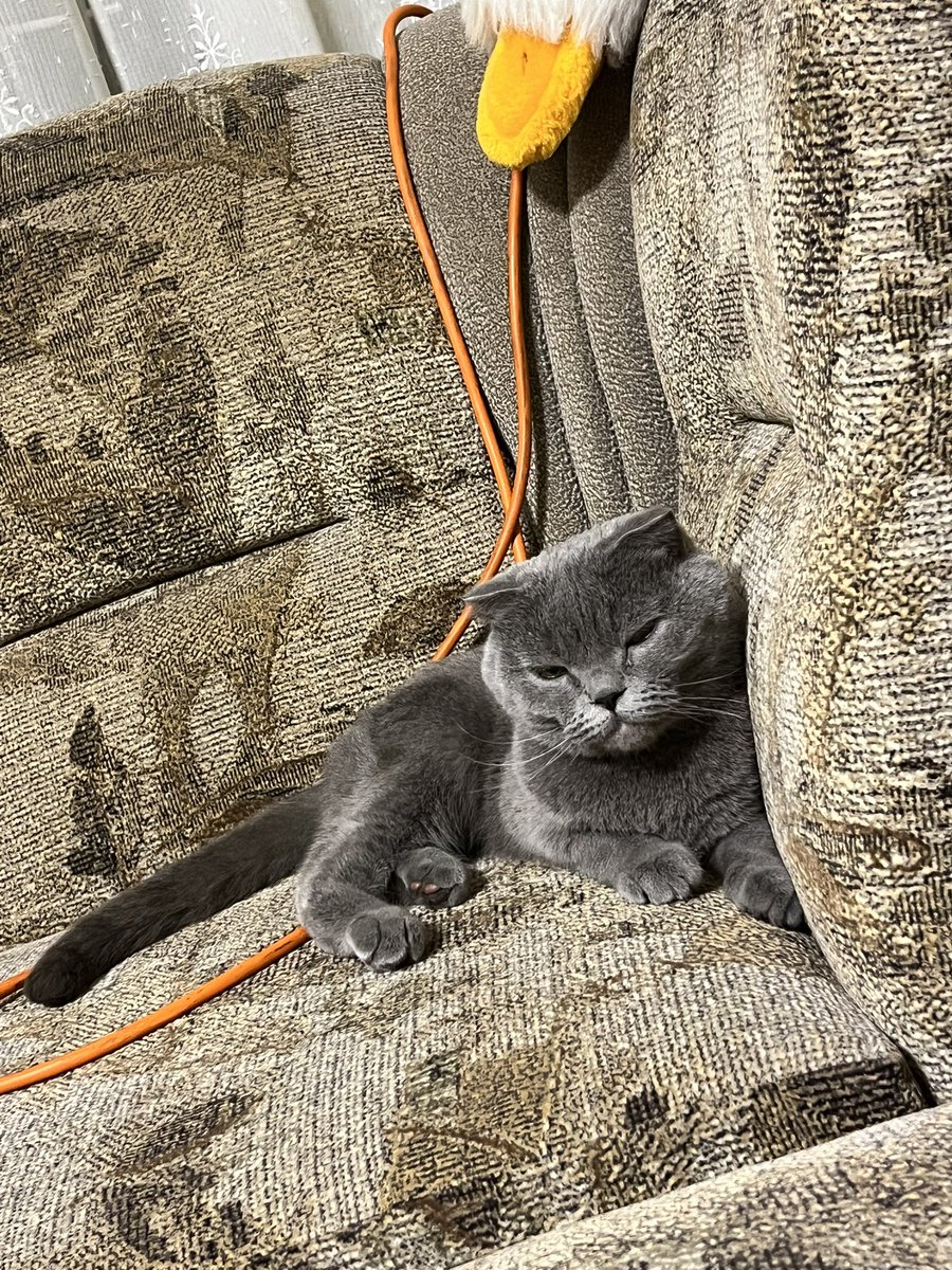 Украв у жінки кішку і привіз до батьків. Вона майже щаслива.