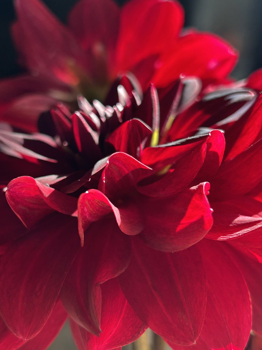 _apocaloptimist's tweet image. Brightening up your feed with some sunbeams on my Sam Hopkins dahlias.
May this post bring you good health, wealth, fun times and great music!