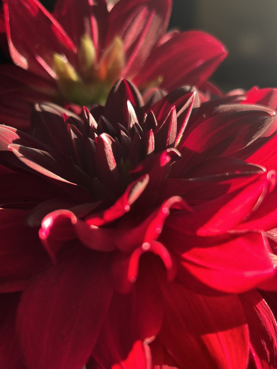 _apocaloptimist's tweet image. Brightening up your feed with some sunbeams on my Sam Hopkins dahlias.
May this post bring you good health, wealth, fun times and great music!