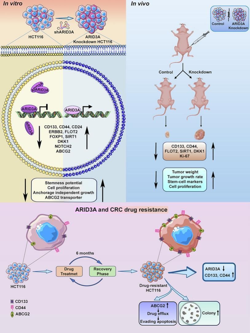 ARID3A is highly expressed in #ColorectalCancer (CRC), but the role of ARID3A in the disease remains unknown. 🤔 

A new study suggests that ARID3A inhibits CRC stemness, anchorage-independent growth, self-renewal, anti-cancer drug resistance, and tumor growth.