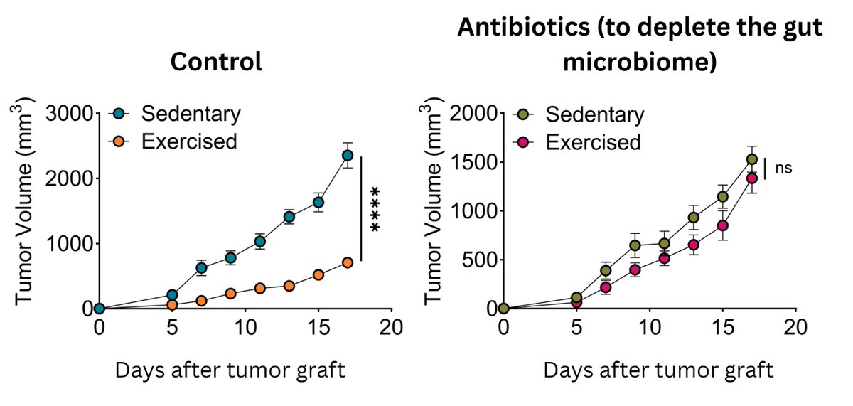 Why is exercise anti-cancer?

Mice that exercise suppress tumors better than those that don't

If those mice are treated with antibiotics, the gut microbiome is depleted and the effect is pretty much gone: it's (at least partly) mediated by gut bacteria  

🧵