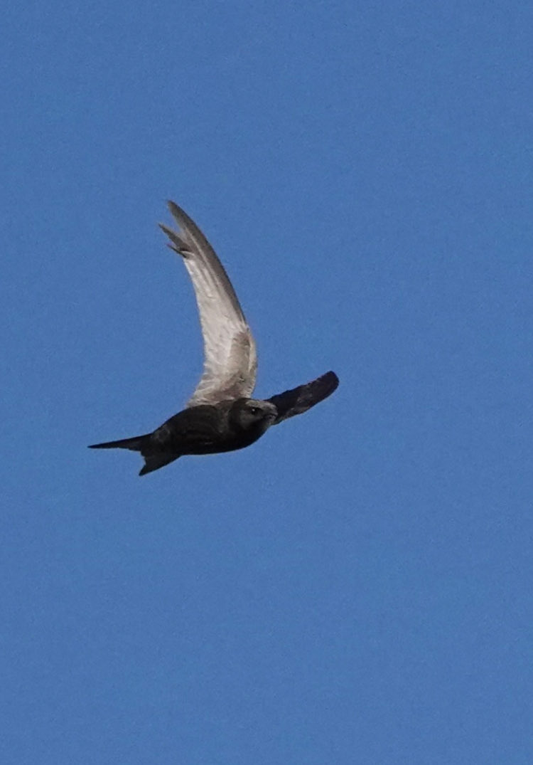 Swift at 1/8000th of a second