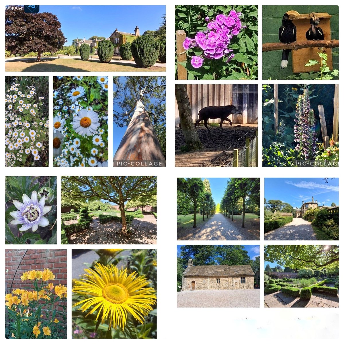 reading_ulysses's tweet image. Trees, flowers, tapirs and hornbills @LothertonHall
One of my favourite places.
