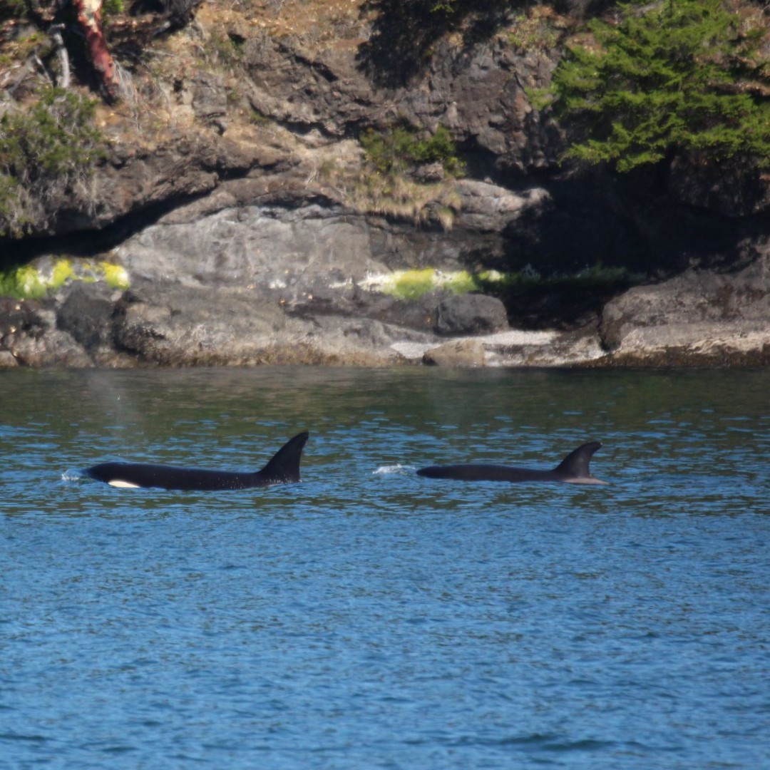 Orca Spirit (@orcaspiritvic) on Twitter photo We headed out on the Pacific Explorer with Captains Bill & Gordon and naturalists Liam & Olivia and spotted 4 transient killer whales just off the coast of Victoria near Constance Bank🌊🖤
📸 : Olivia Mytnik
<a href="/victoriavisitor/">Destination Greater Victoria</a> @tvictweets
#explorebc #explorevictoria We headed out on the Pacific Explorer with Captains Bill & Gordon and naturalists Liam & Olivia and spotted 4 transient killer whales just off the coast of Victoria near Constance Bank🌊🖤
📸 : Olivia Mytnik
<a href="/victoriavisitor/">Destination Greater Victoria</a> @tvictweets
#explorebc #explorevictoria