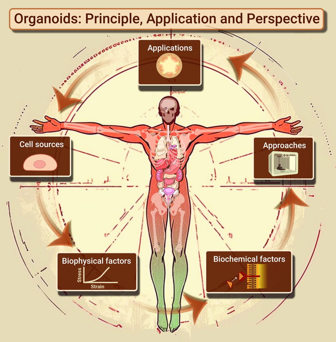 Organoids: Principle, application and perspective. Read more doi.org/10.59717/j.xin…
#Lifesciences #research #news #TIC2025